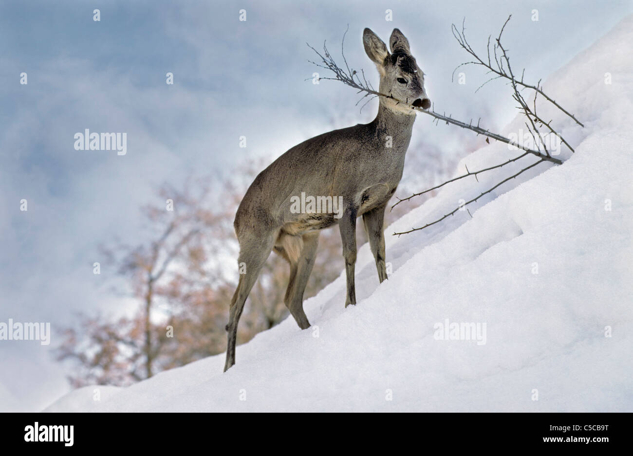 Roe deer (Capreolus capreolus) gnawing on twig in the snow in winter, Belgium Stock Photo