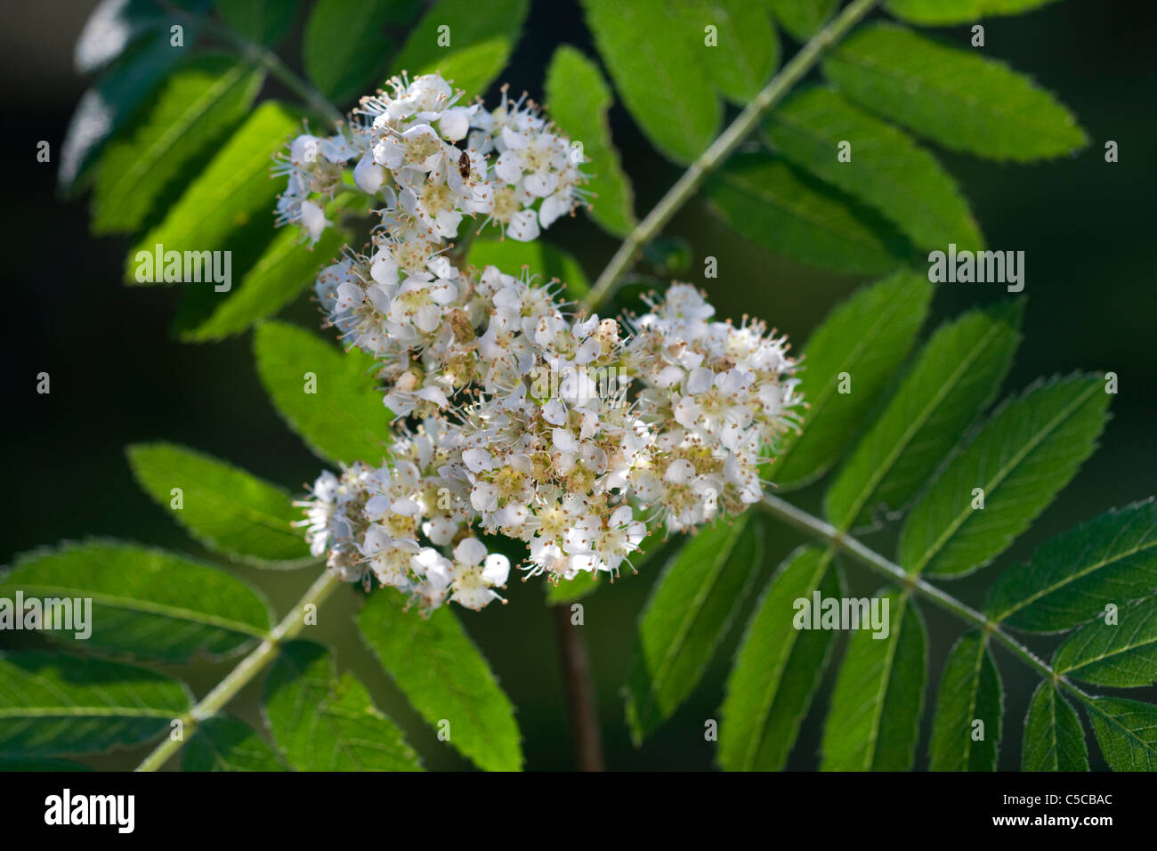 European Rowan / Mountain ash (Sorbus aucuparia) in flower in spring Stock Photo
