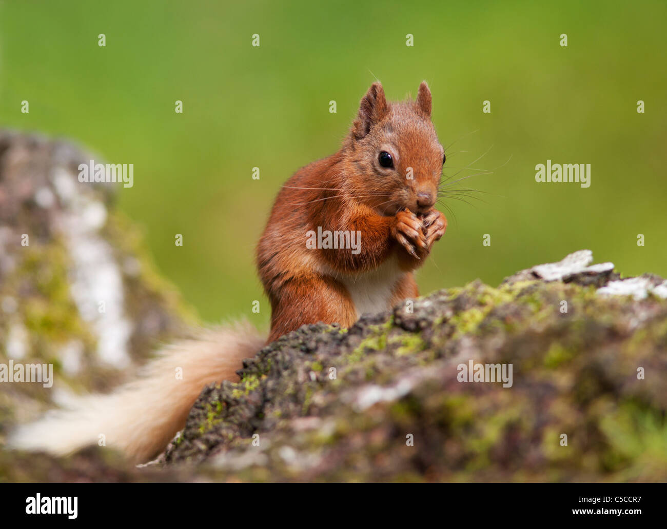 Red squirrel Sciurus vulgaris feeding on fallen log in woodland,  Strathspey, Scotland Stock Photo