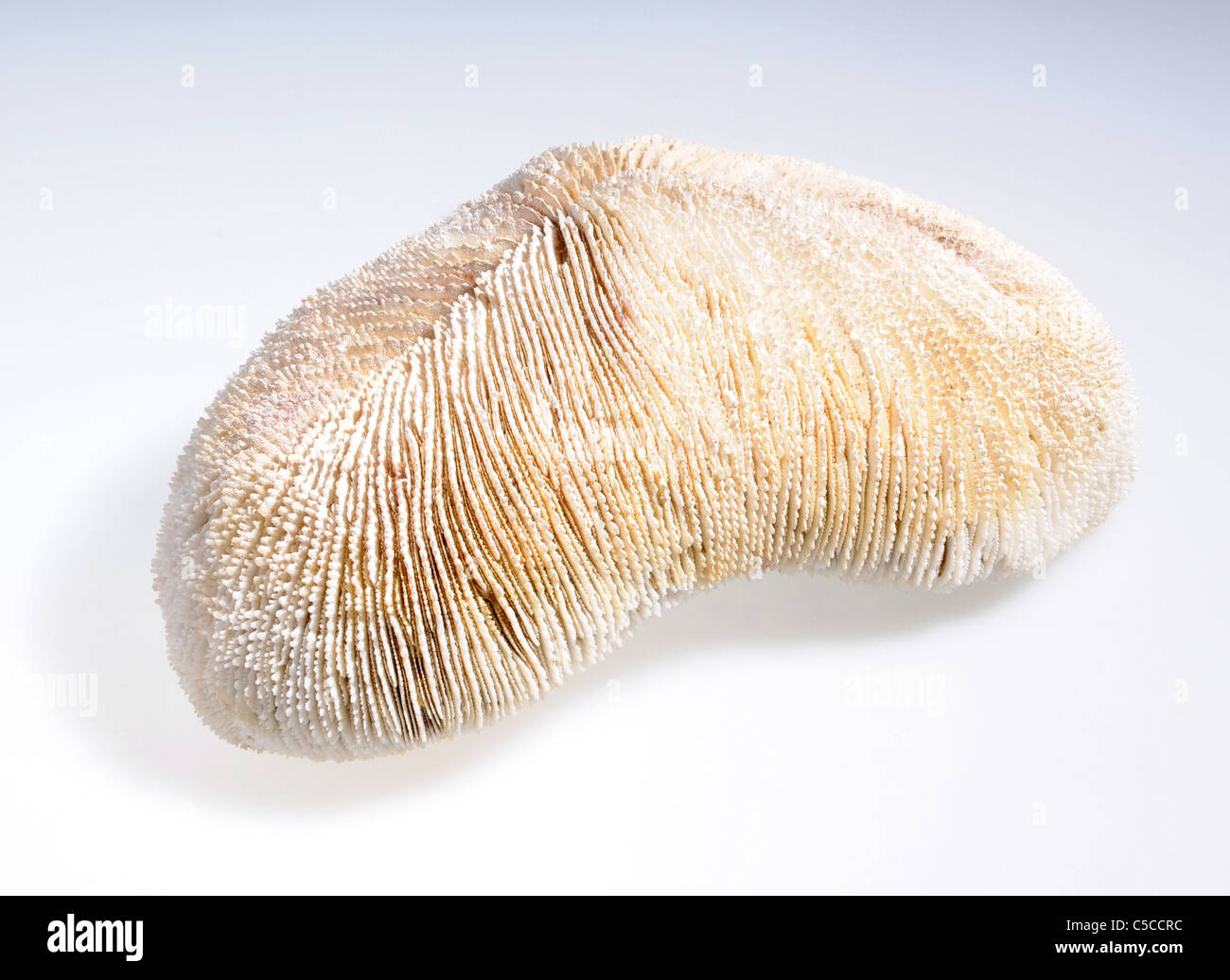 illegal endangered species product from CITES list - Mushroom Coral (Fungia) Stock Photo