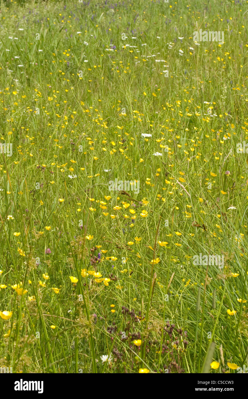 Wild flowers and grasses grow in a field in Windsor, Massachusetts