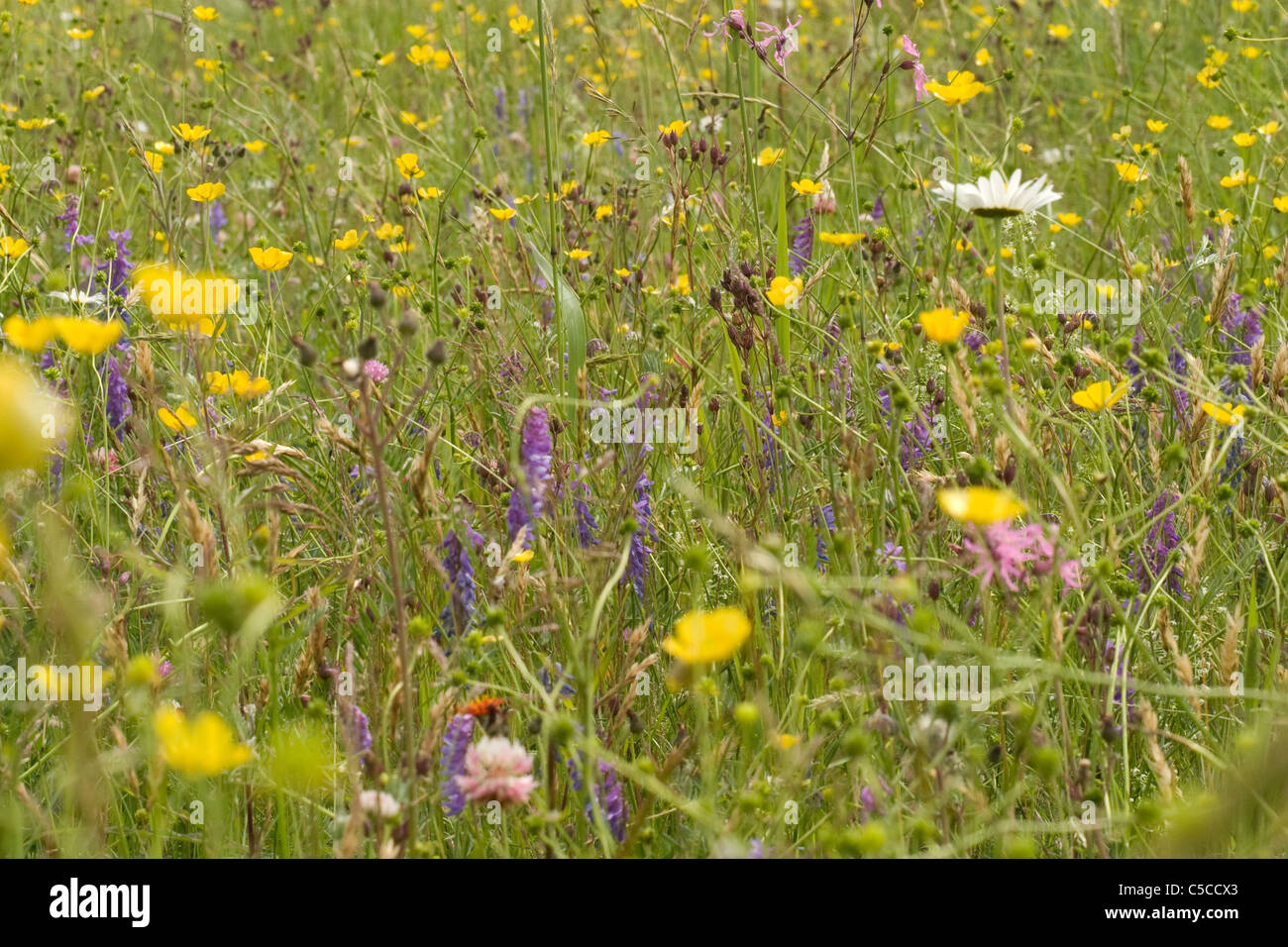 Wild flowers and grasses grow in a field in Windsor Massachusetts Stock Photo Alamy