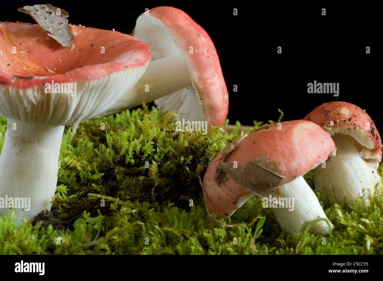 Mushrooms are sitting on a bed of moss in Massachusetts Stock Photo Alamy