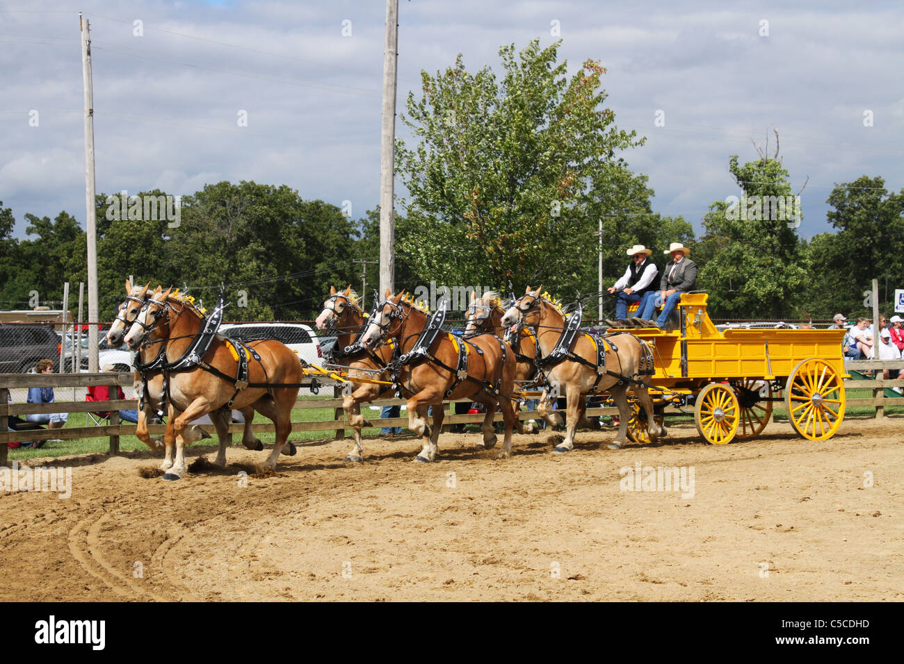 Draft Horses Pulling A Hitch Wagon. Workhorses with harnesses Stock ...