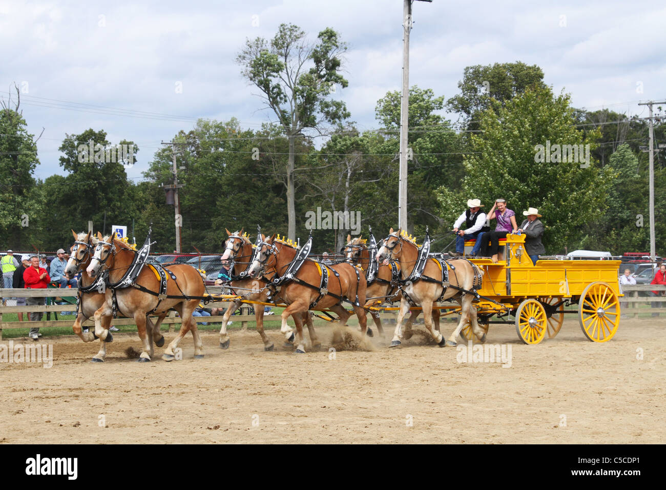 Draft Horses Pulling A Wagon. Workhorses with harnesses Stock Photo Alamy