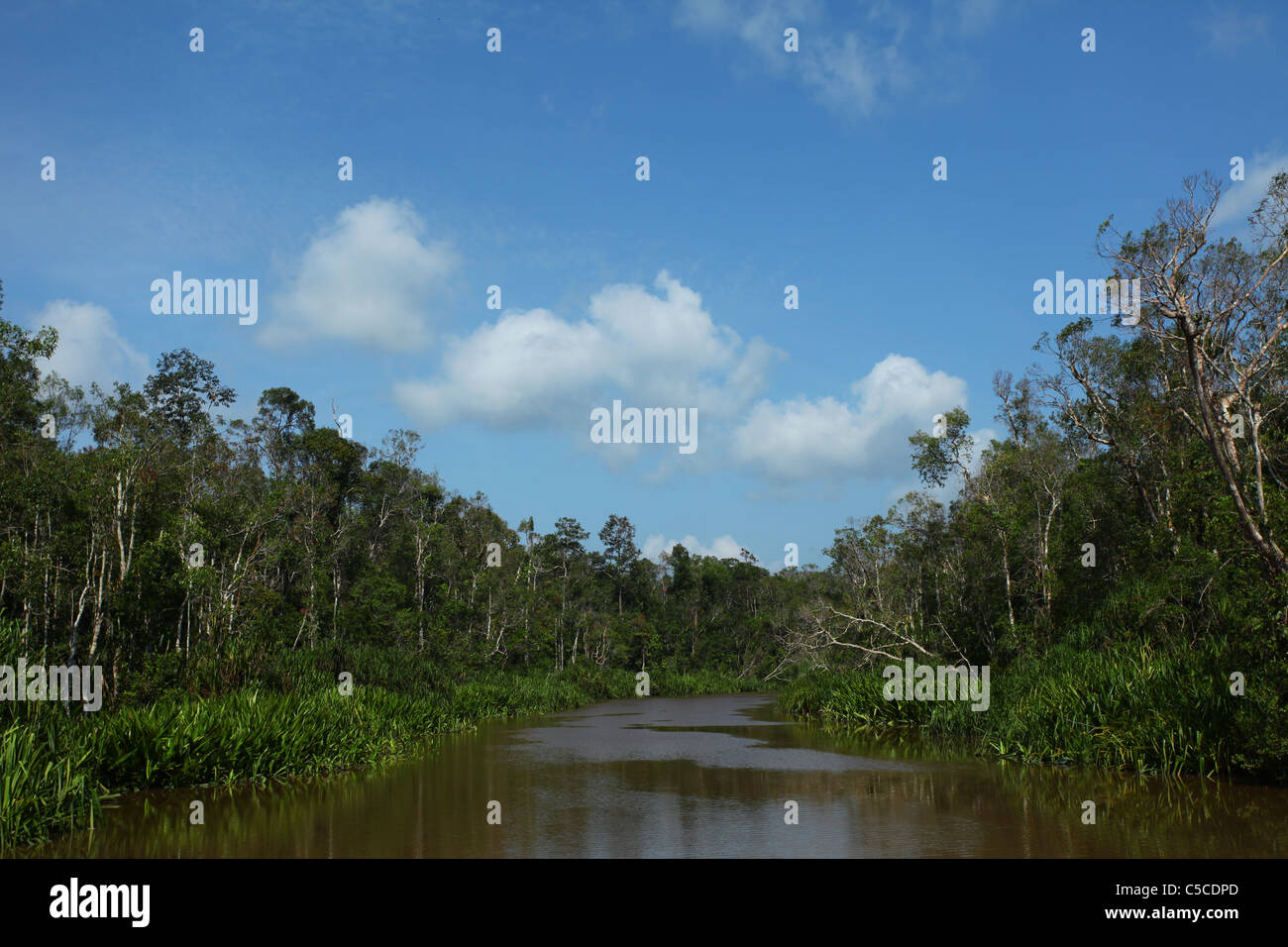 Sekonyer River, Tanjung Puting National Park, Central Kalimantan, Indonesia Stock Photo