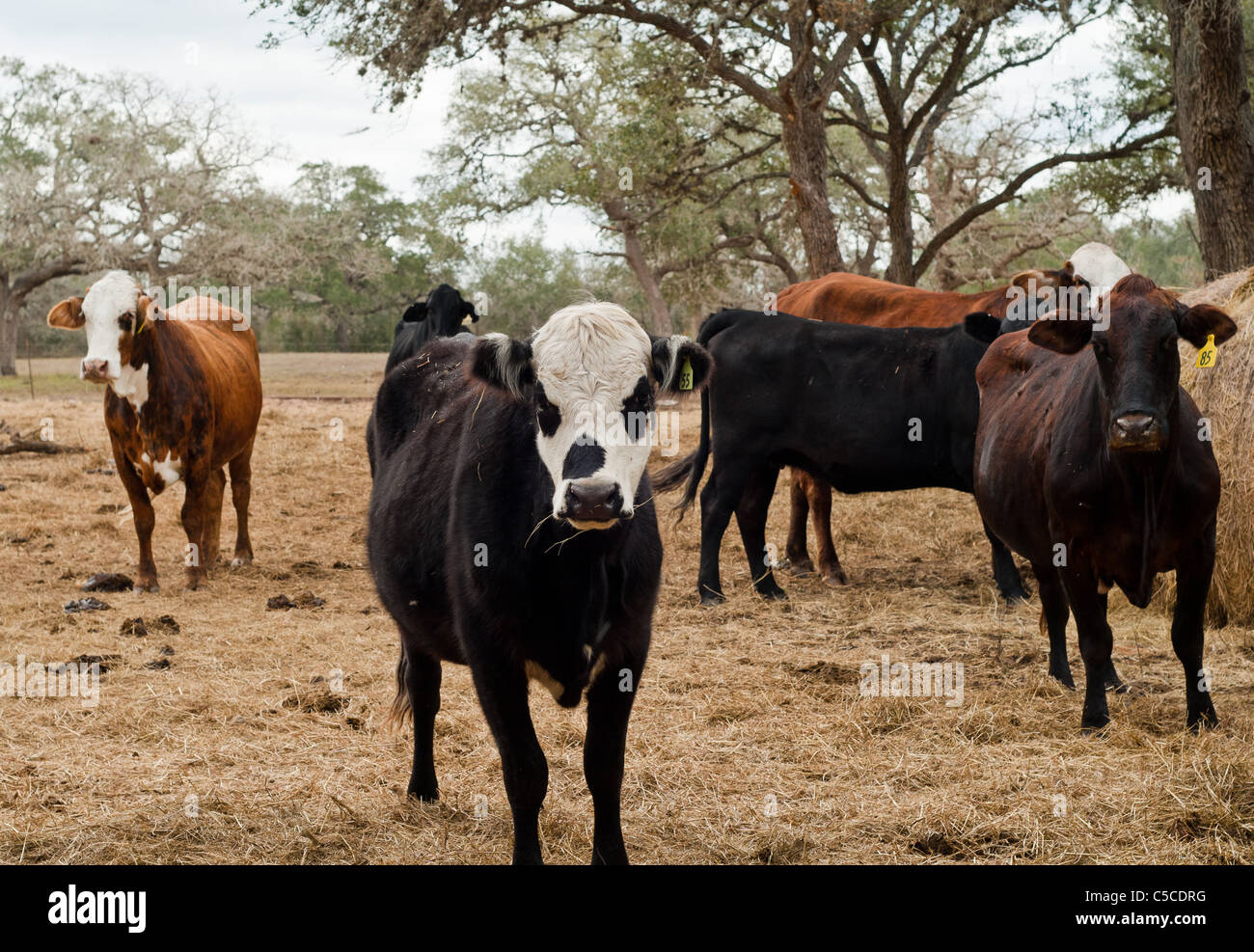 Cattle and hay in a pasture in Texas Stock Photo