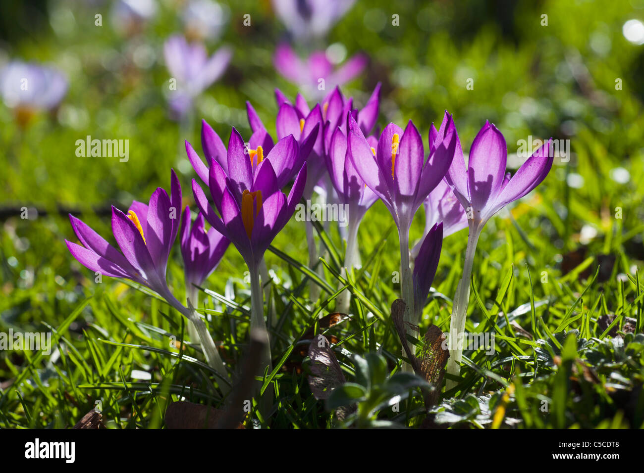 Close-Up Colorful Purple Flowers; Dumfries, Scotland Stock Photo - Alamy