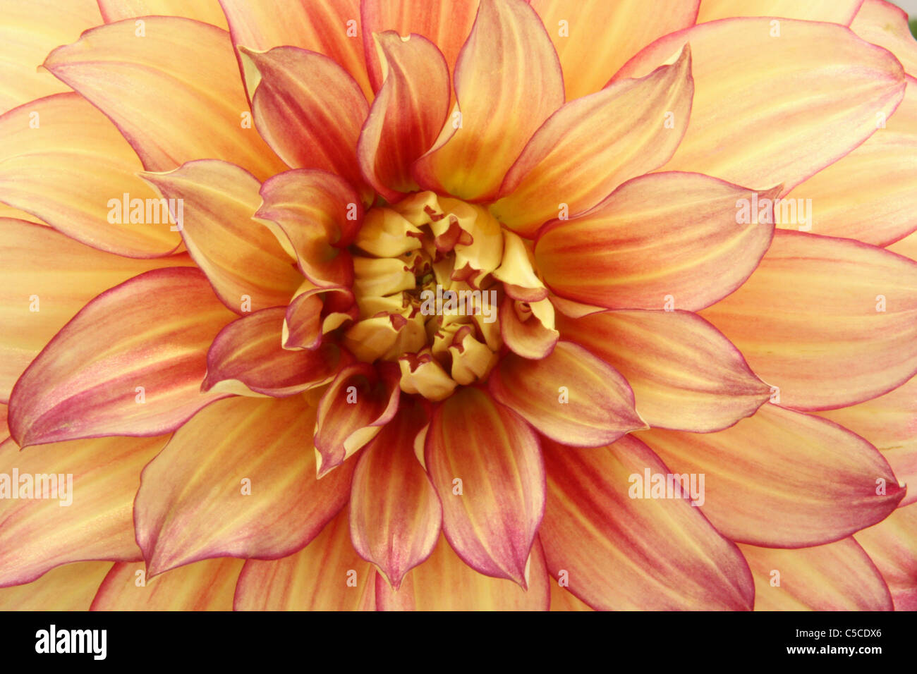 Dahlia in Flower Contest. Canfield Fair. Mahoning County Fair. Canfield, Ohio, USA. Stock Photo
