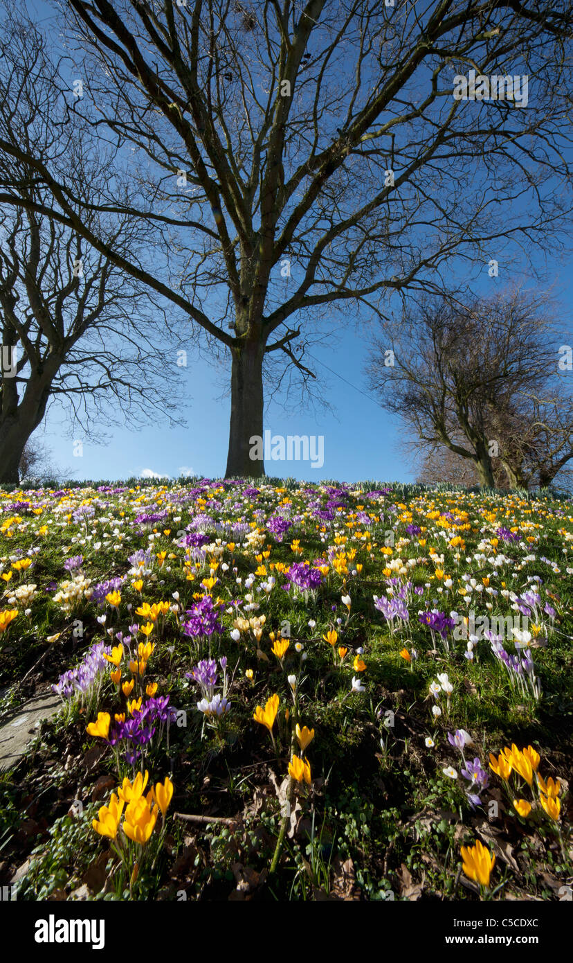 Field Of Colorful Wildflowers; Dumfries, Scotland Stock Photo Alamy
