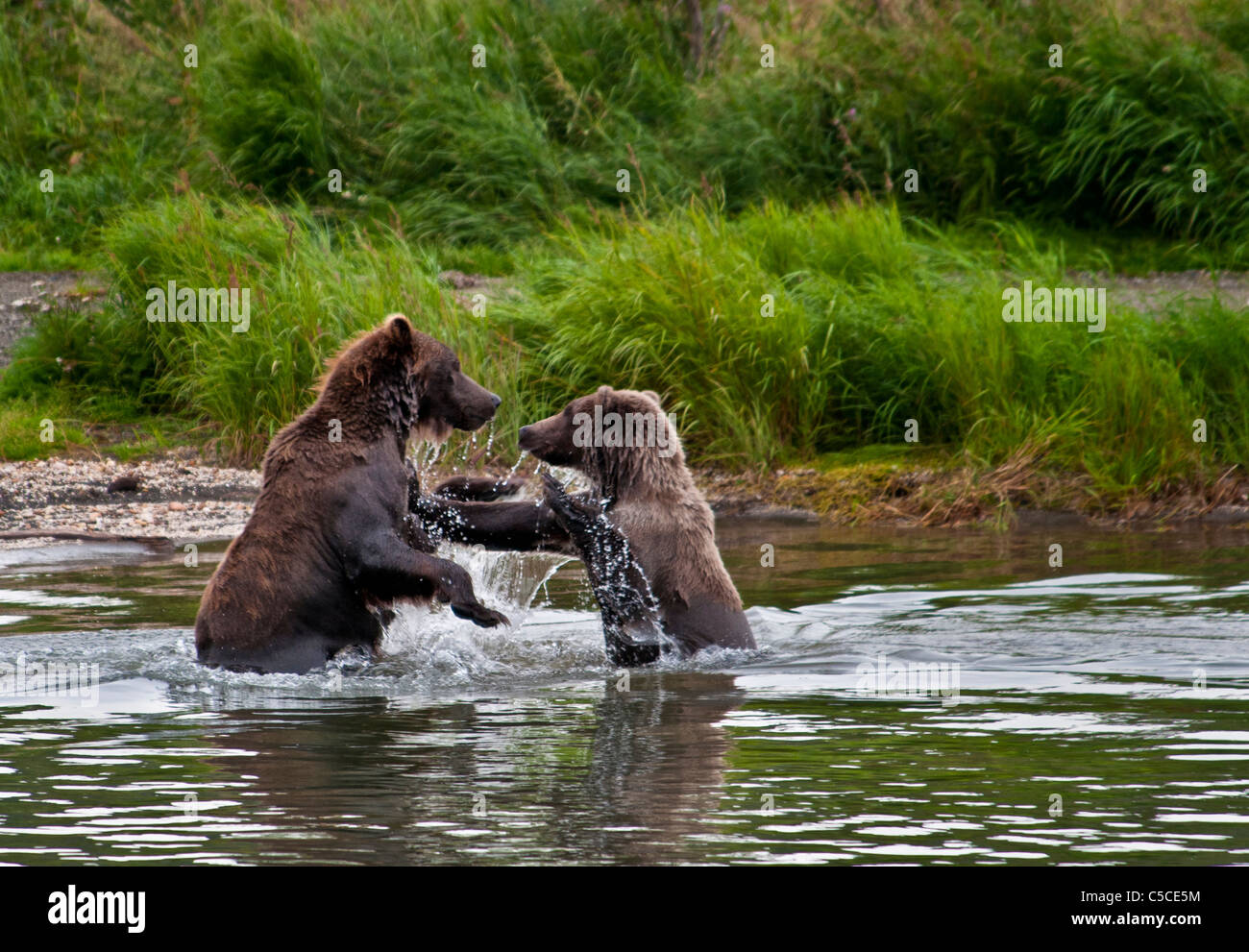 Grizzly Bear cubs, Ursus arctos horriblis, play-fighting in the Brooks River, Katmai National Park, Alaska, USA Stock Photo