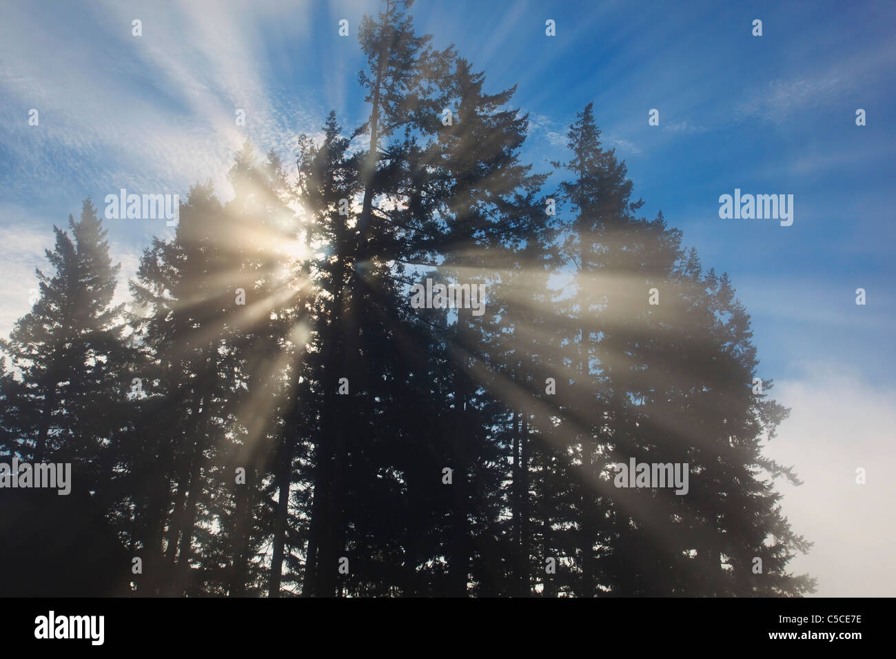 Sunrise Through The Morning Fog; Willamette Valley, Oregon, United States Of America Stock Photo