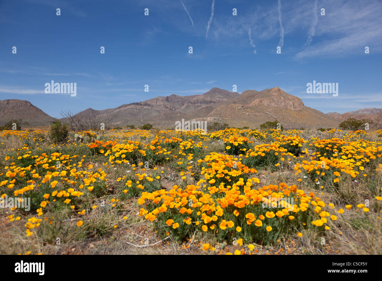 Yellow poppies filling the field of El Paso, Texas during the early