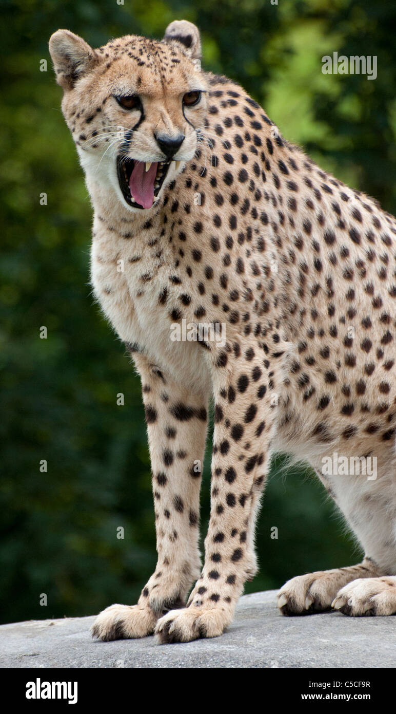 Cheetah with mouth open Stock Photo