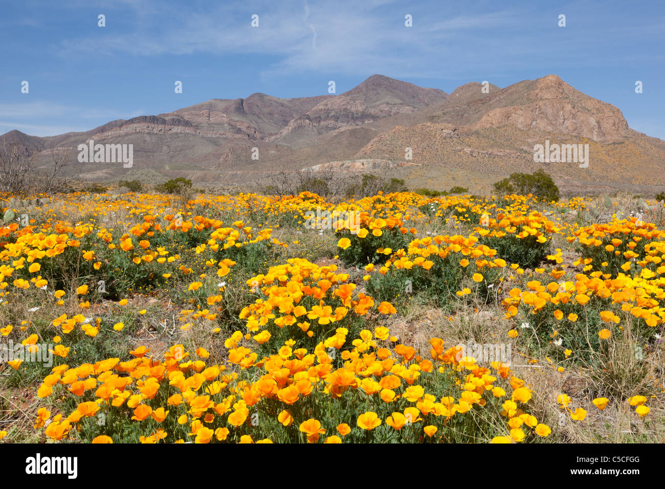 Yellow poppies filling the field of El Paso, Texas during the early