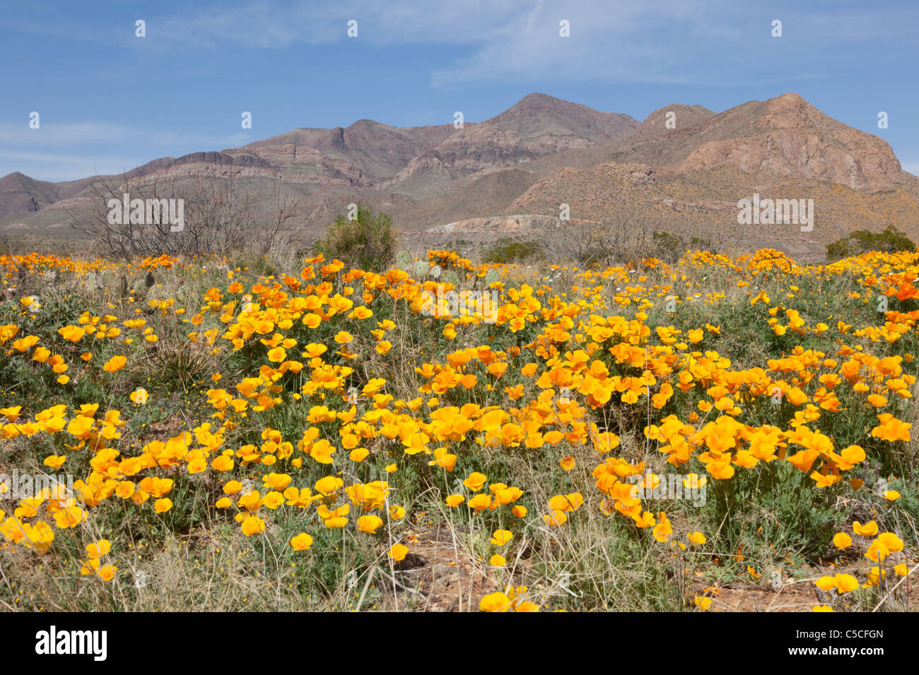 Yellow poppies el paso hires stock photography and images Alamy
