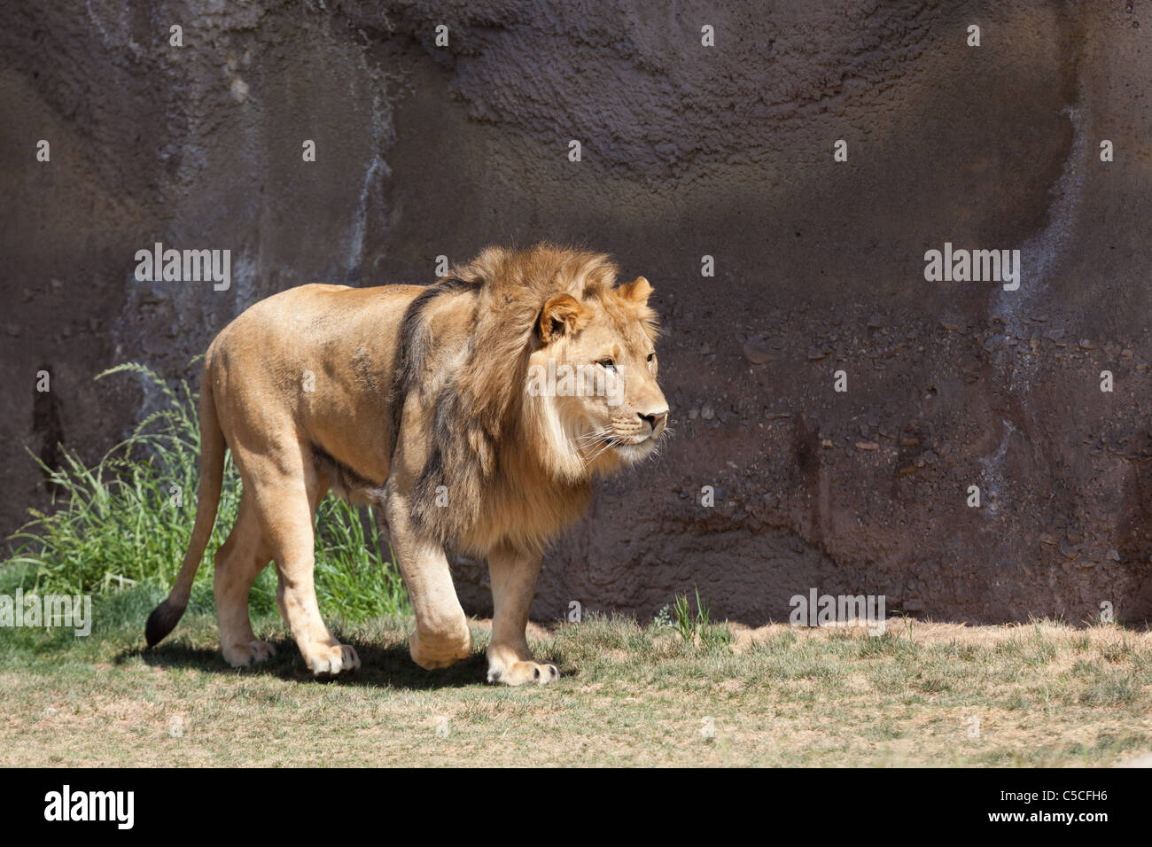 Lion walking across his zoo exhibit Stock Photo