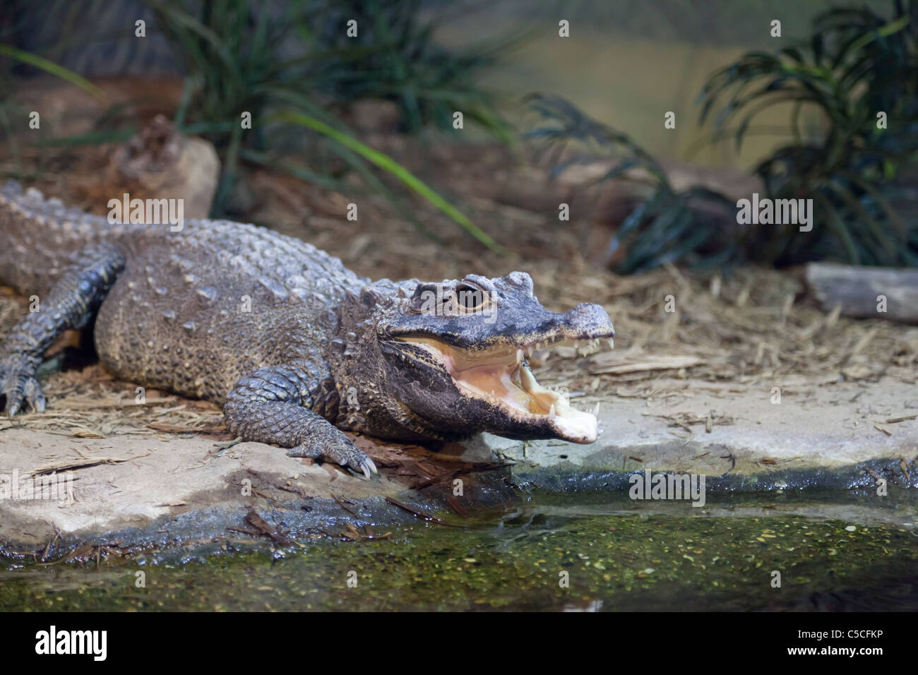 Small alligator with mouth open in a zoo exhibit Stock Photo
