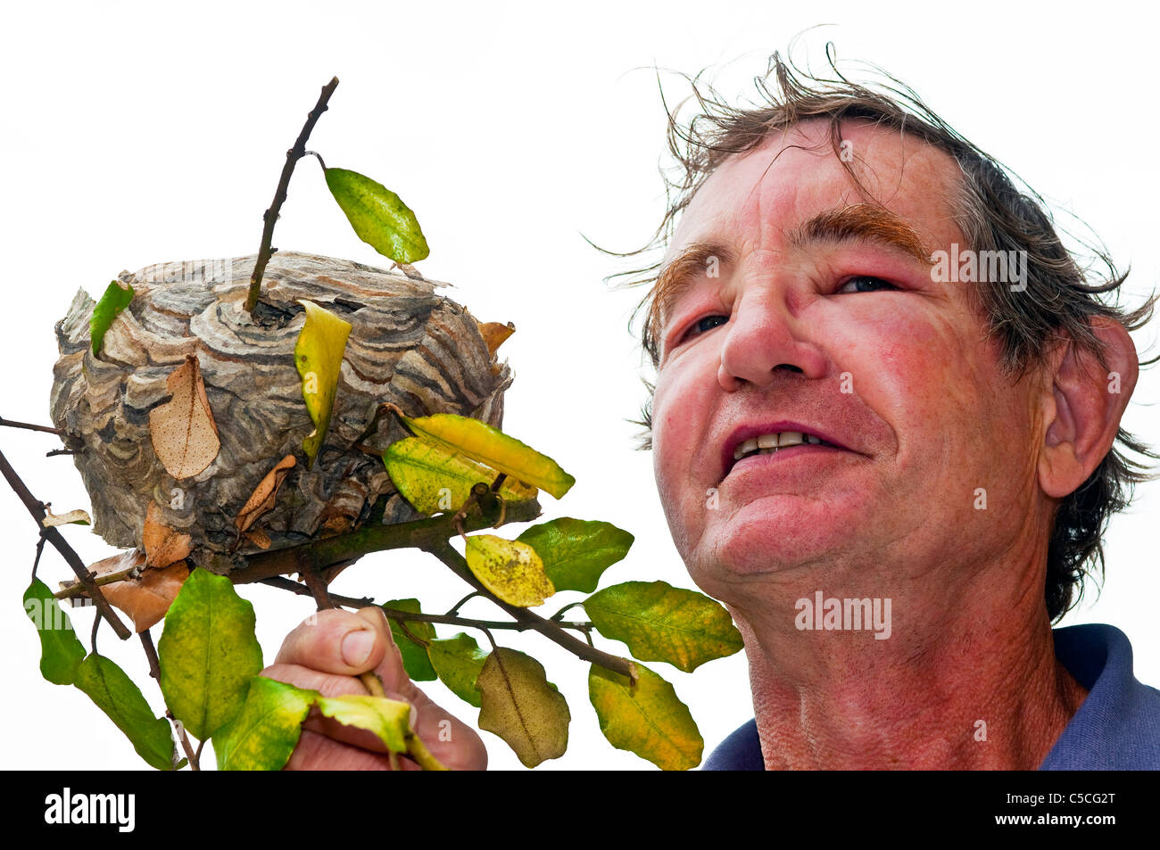 Man with wasp stings / swollen face holding wasp's nest - France. Stock Photo