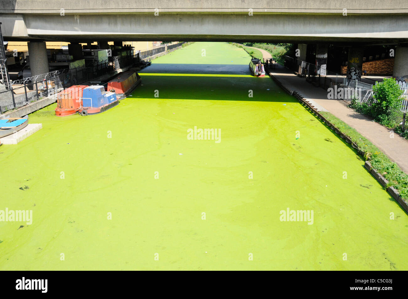 Alga on The Lee Navigation canalized river waterway completely covered in algal bloom Hackney London England UK Stock Photo