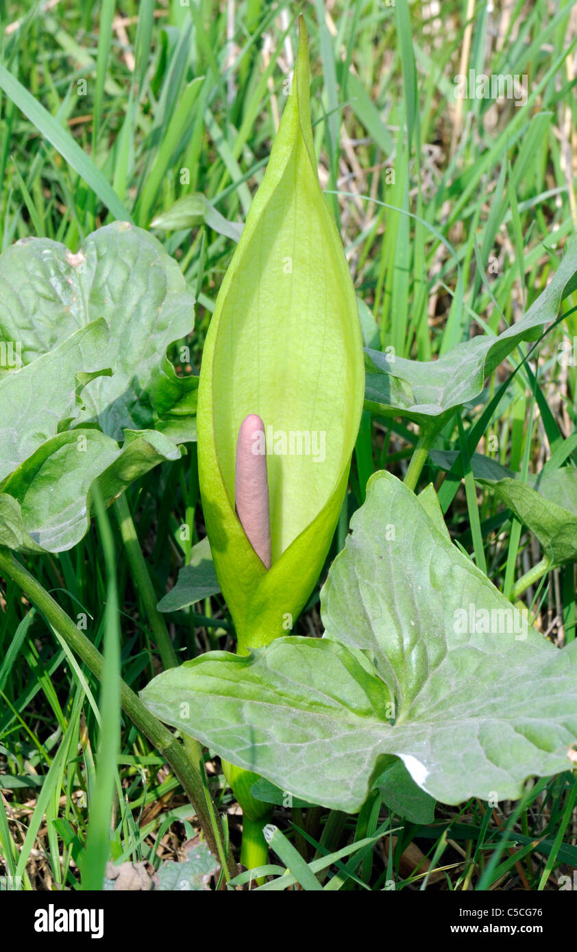 Flower and leaves of Lords and Ladies, Cuckoo Pint (Arum maculatum) growing in grass. The spadix and spathe are clearly visible. Stock Photo