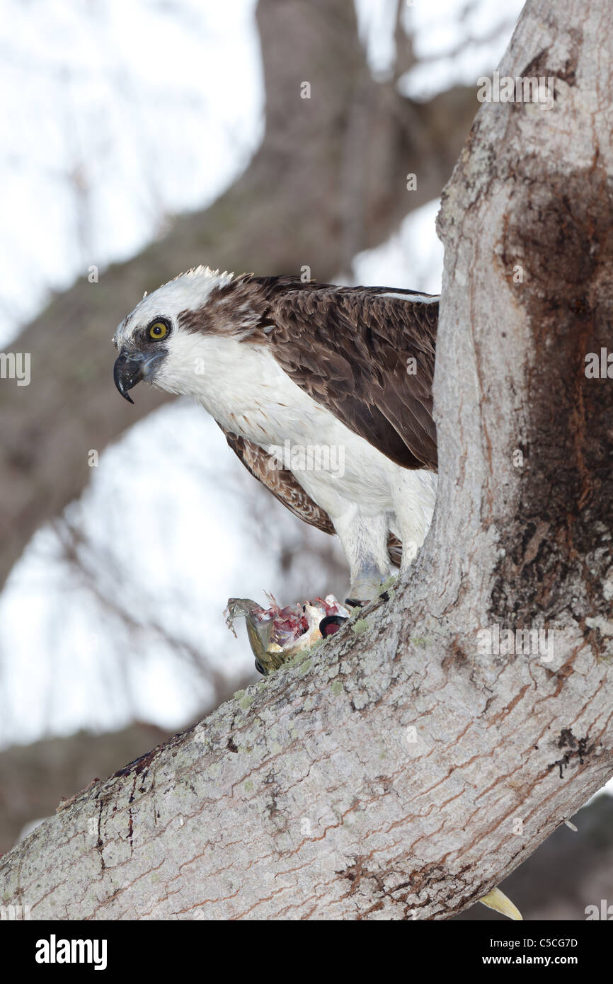 Osprey in a tree with a partially eaten fish Stock Photo