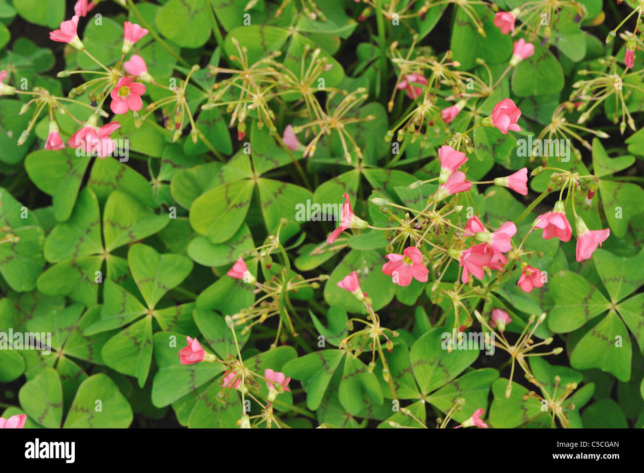 Iron Cross - Four-leaved Pink-sorrel - Four-leaf Sorrel - Lucky leaf (Oxalis tetraphylla) flowering in summer Belgium Stock Photo