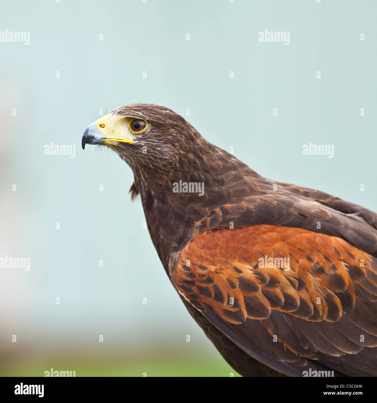 Portrait of Harris Hawk at Ailwee Cave, Birds of Prey sanctuary