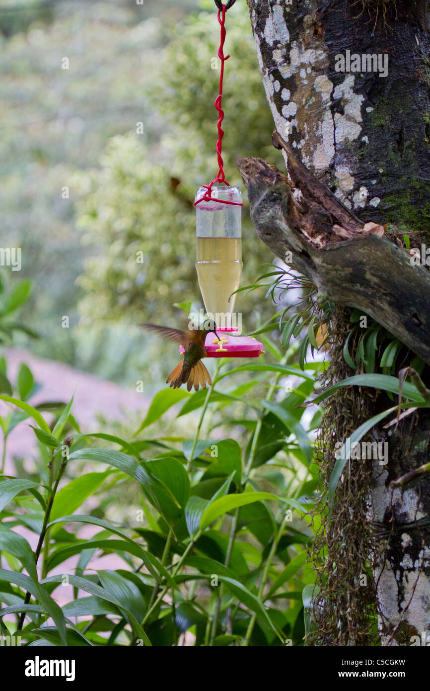 Hummingbird Feeding From Nectar Feeder Aguas Calientes Peru