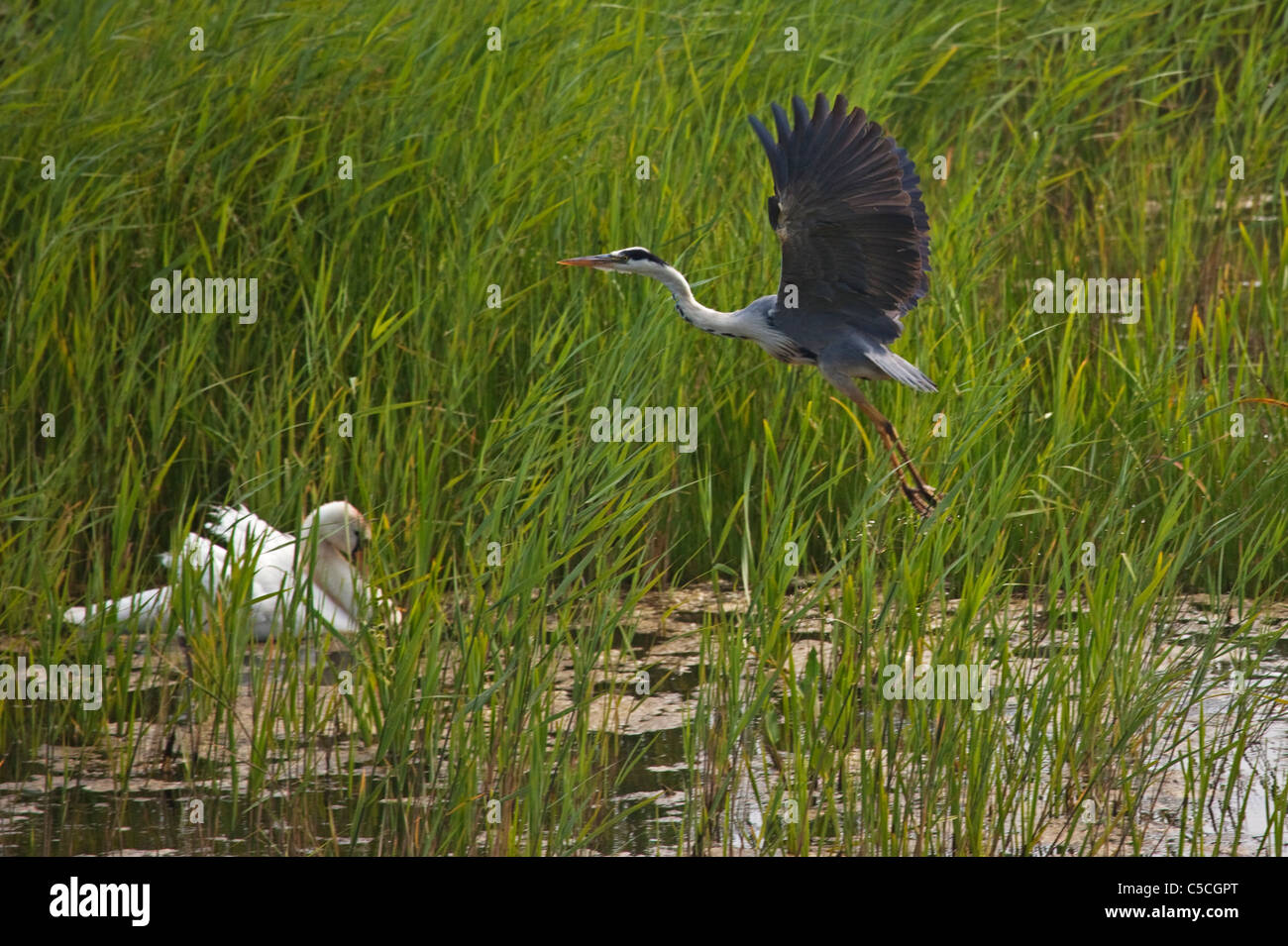 Heron and swan at Minsmere RSPB Reserve. Stock Photo