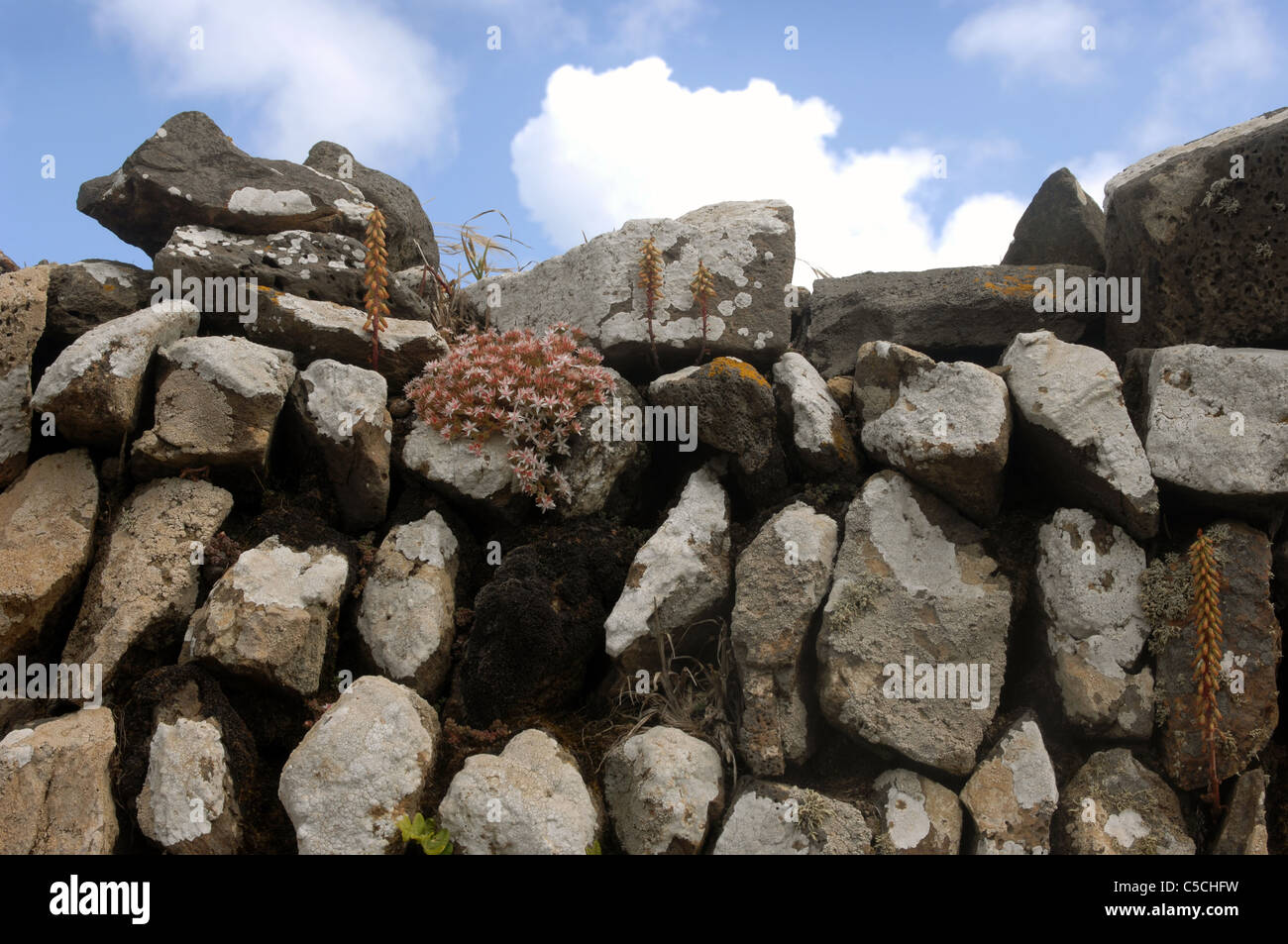 Dry stone wall, Cornwall, Great Britain. Stock Photo