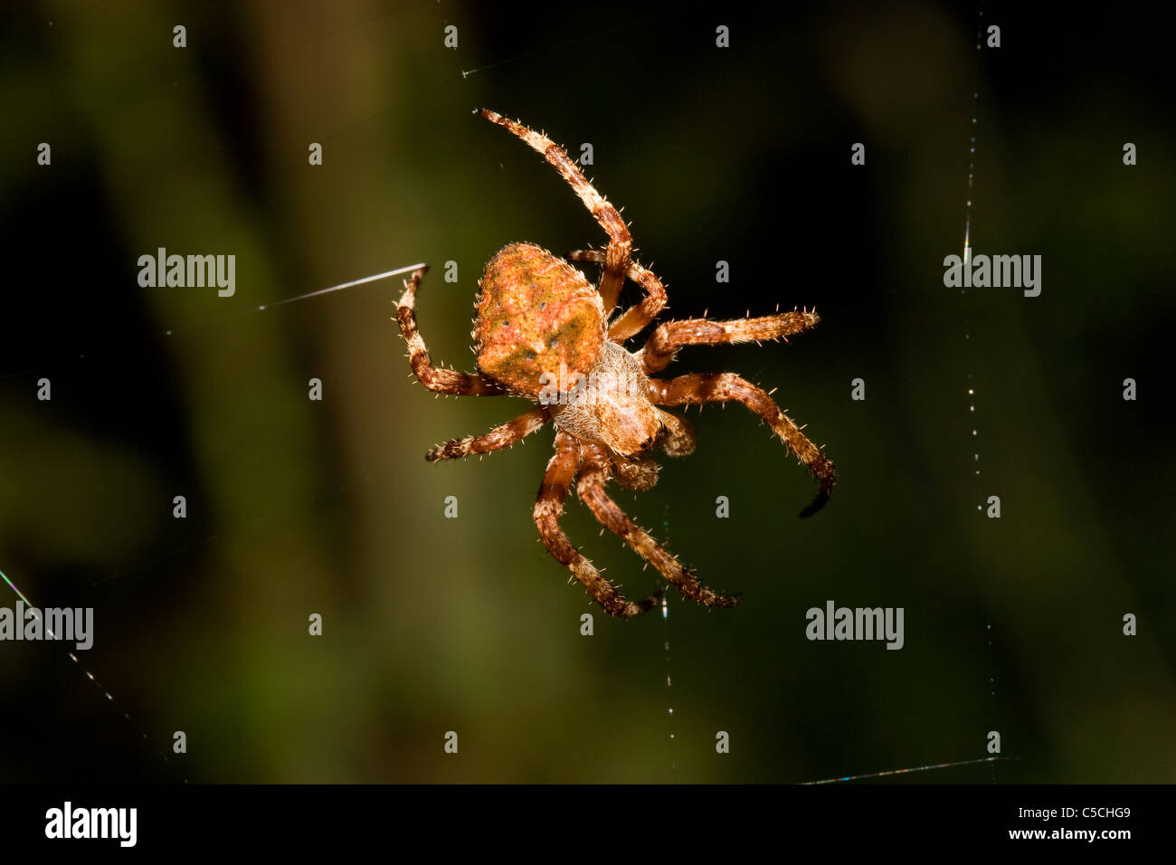 Spider on the web Stock Photo