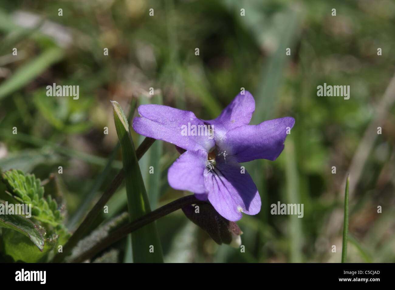 Hairy violet, Viola hirta Stock Photo