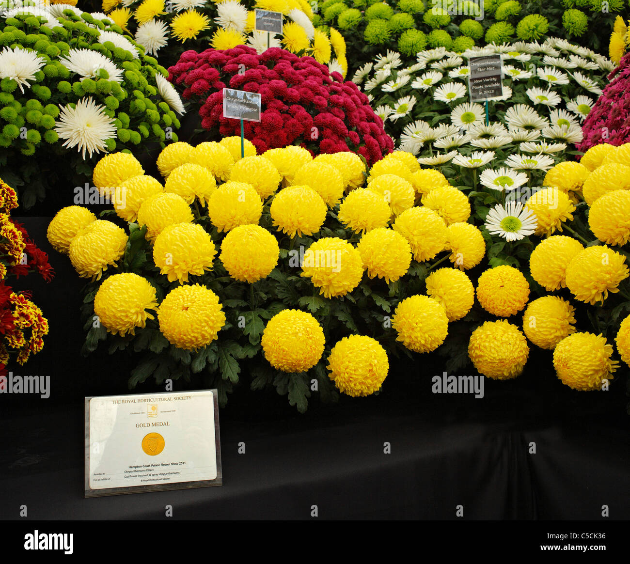 Gold medal winning flower display of Chrysanthemums. Stock Photo