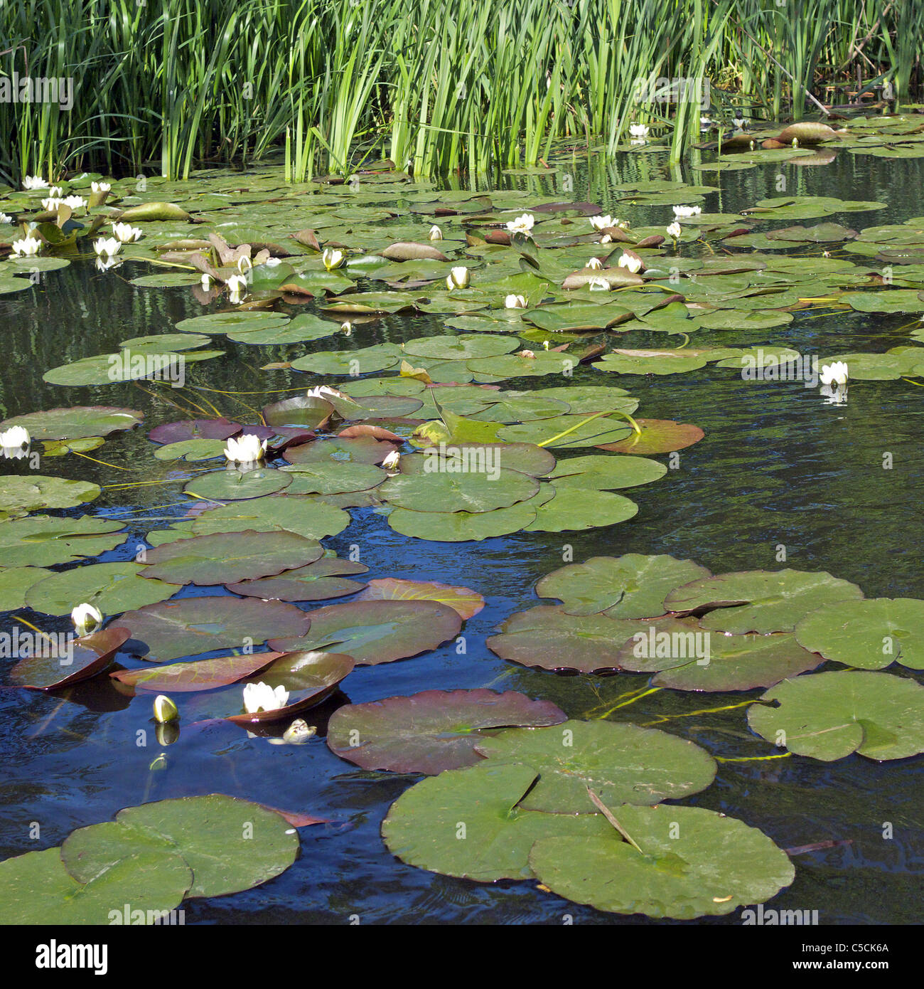 White Water Lily Pads And Flowers Nymphea Alba Taken In Spring Uk Stock Photo Alamy