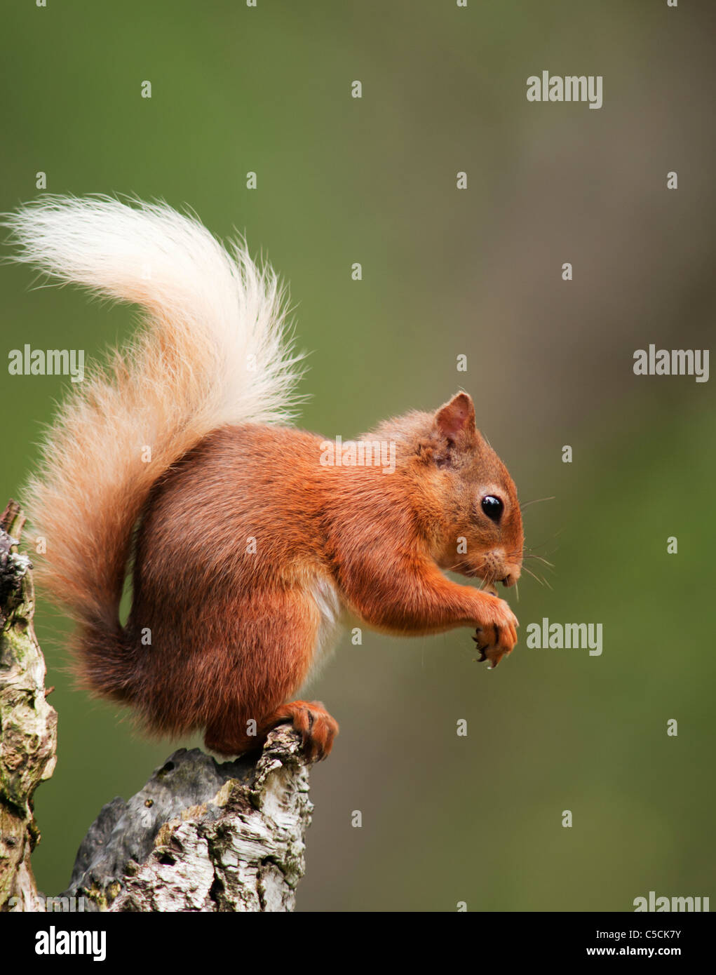 Red Squirrel Sciurus vulgaris feeding on tree stump in woodland, Strathspey, Scotland Stock Photo