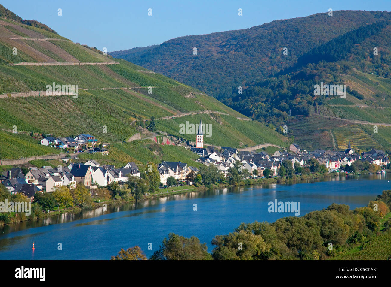 Zell an der Mosel im Herbst, the village Zell at the Moselle river at autumn Stock Photo