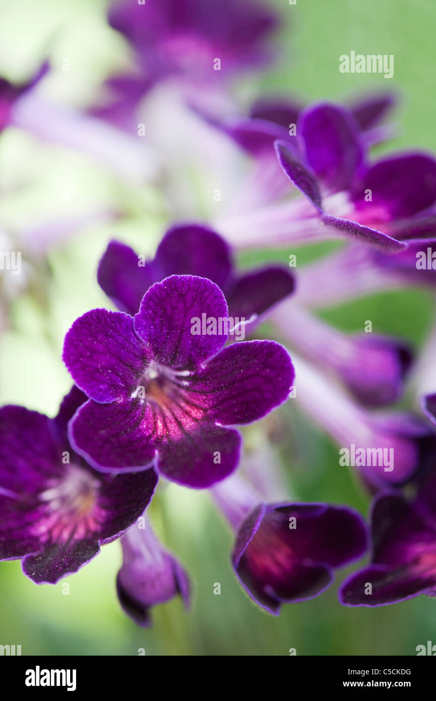 Streptocarpus 'Iona' . Cape Primrose flowers Stock Photo