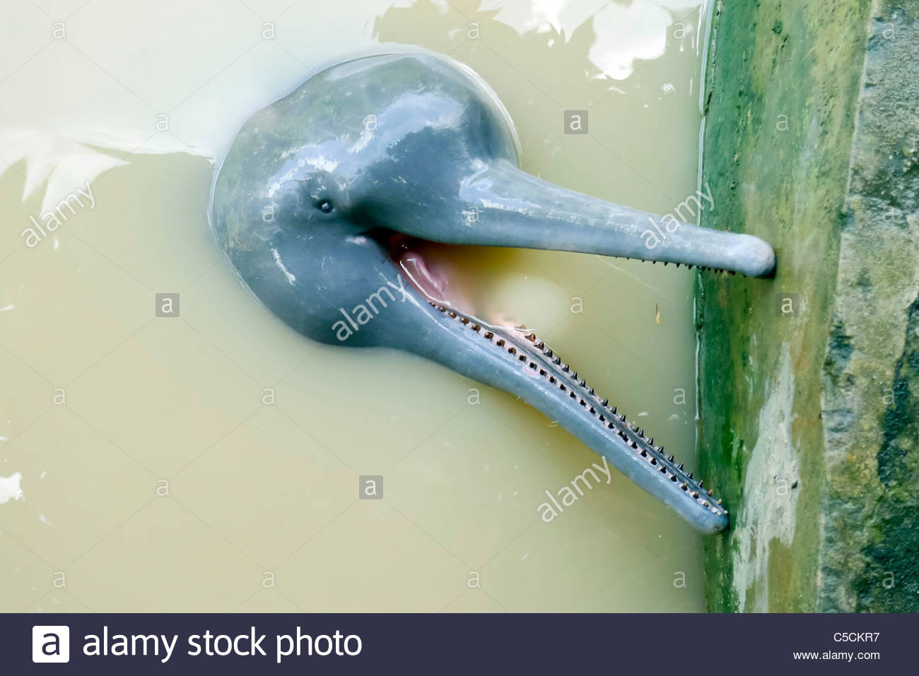 Pink River Dolphin High Resolution Stock Photography And Images Alamy