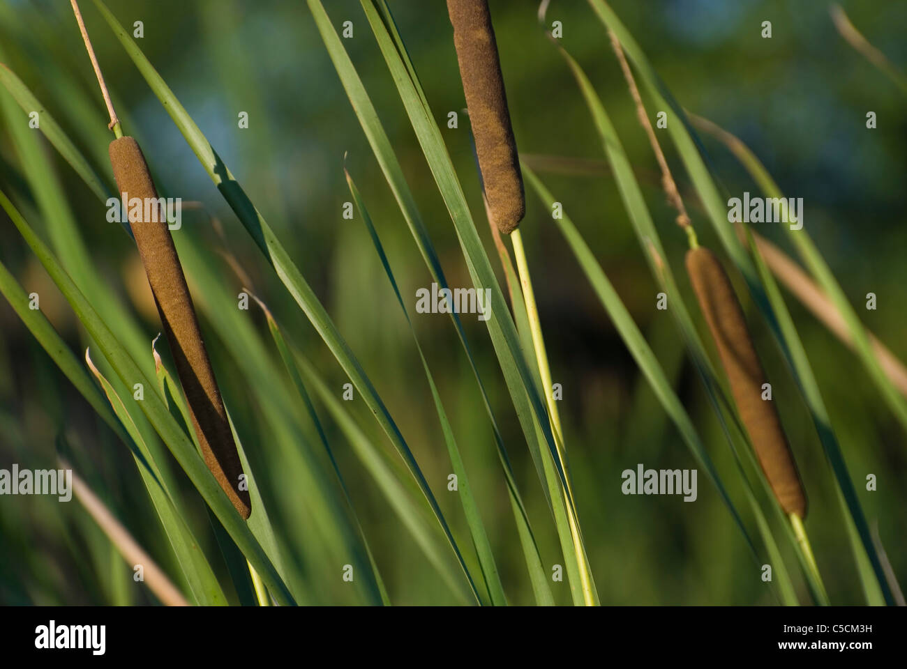 Cattail plants (Typha) Stock Photo