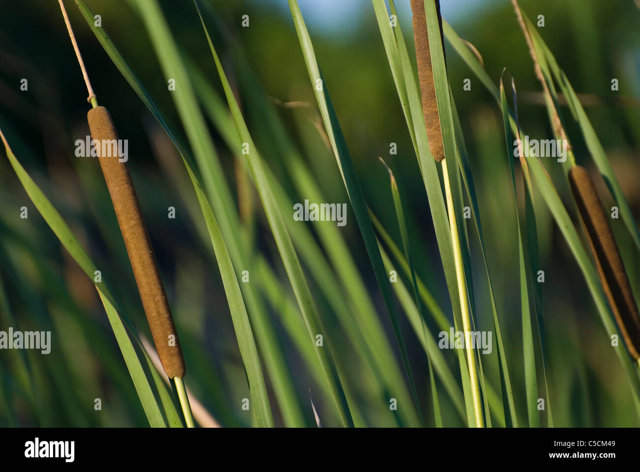 Cattail plants (Typha) Stock Photo