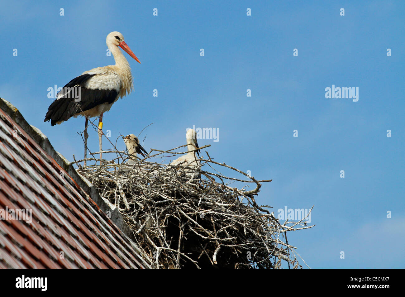 White Stork - Ciconia ciconia - nesting in Čigoč, Lonjsko Polje, Croatia Stock Photo