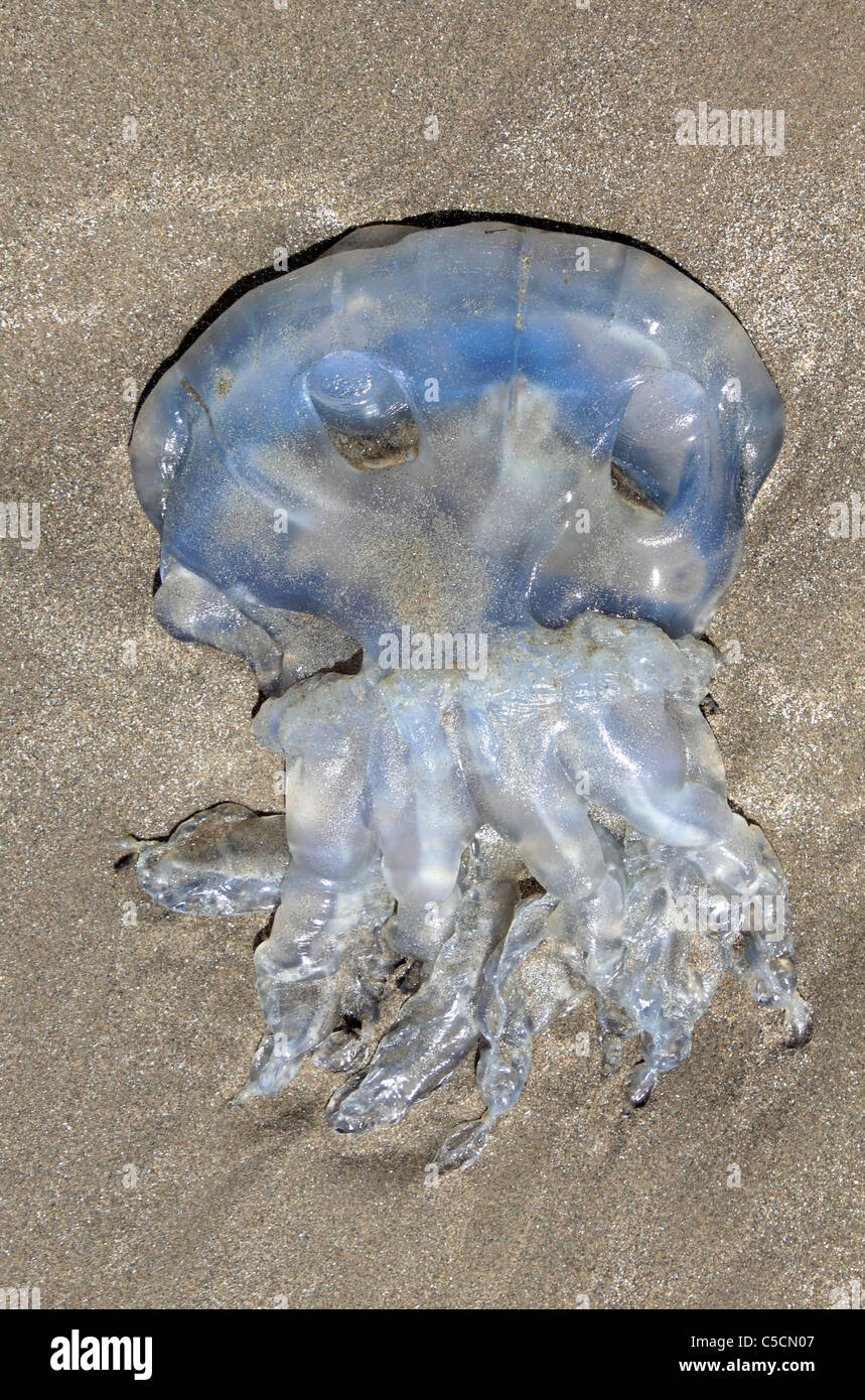 Barrel Jellyfish Rhizostoma octopus, on Ynyslas beach near Aberystwyth Ceredigion Wales UK