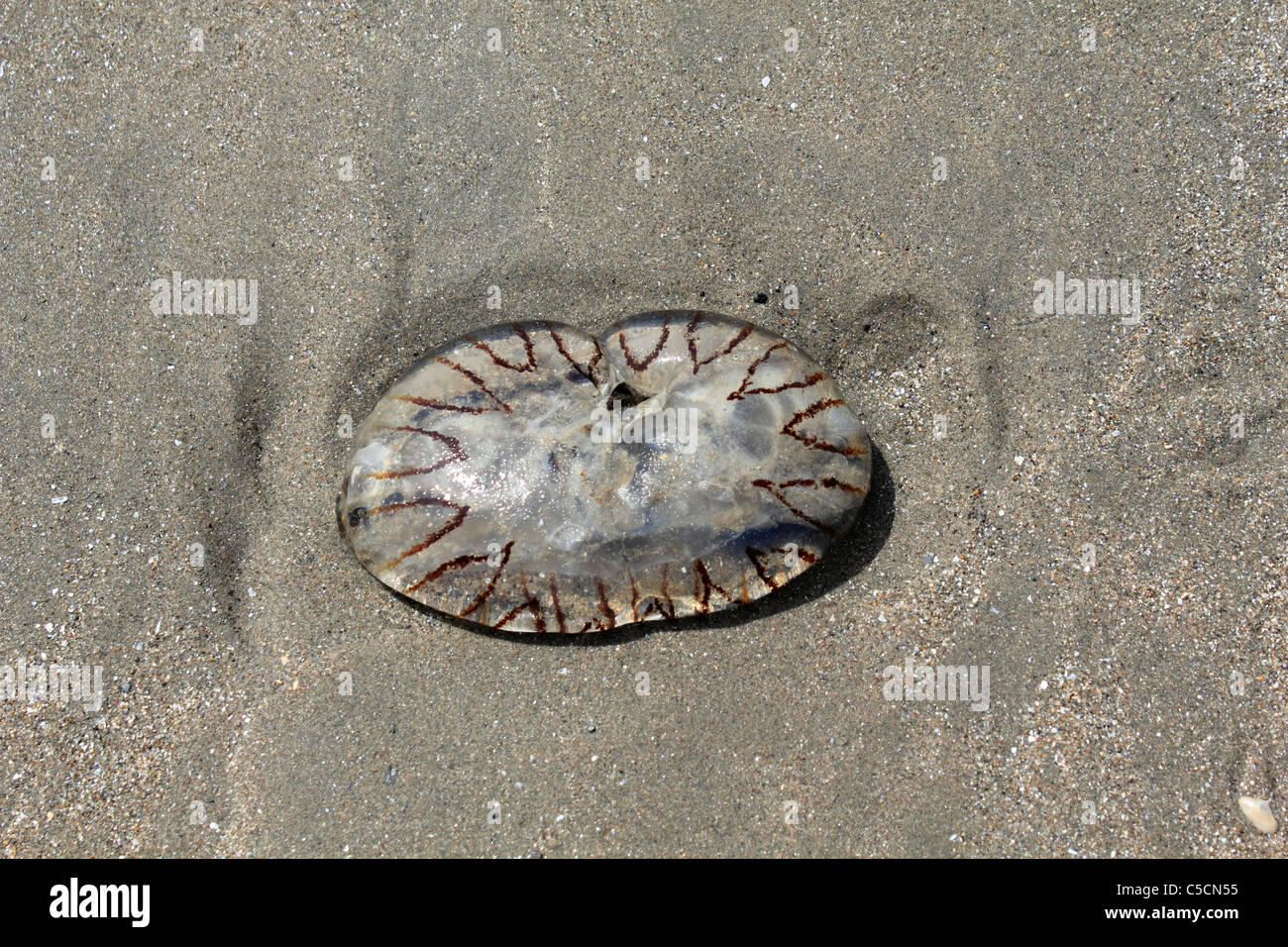 Compass jellyfish Chrysaora hysoscella, on Ynyslas beach near Aberystwyth Ceredigion Wales UK Stock Photo