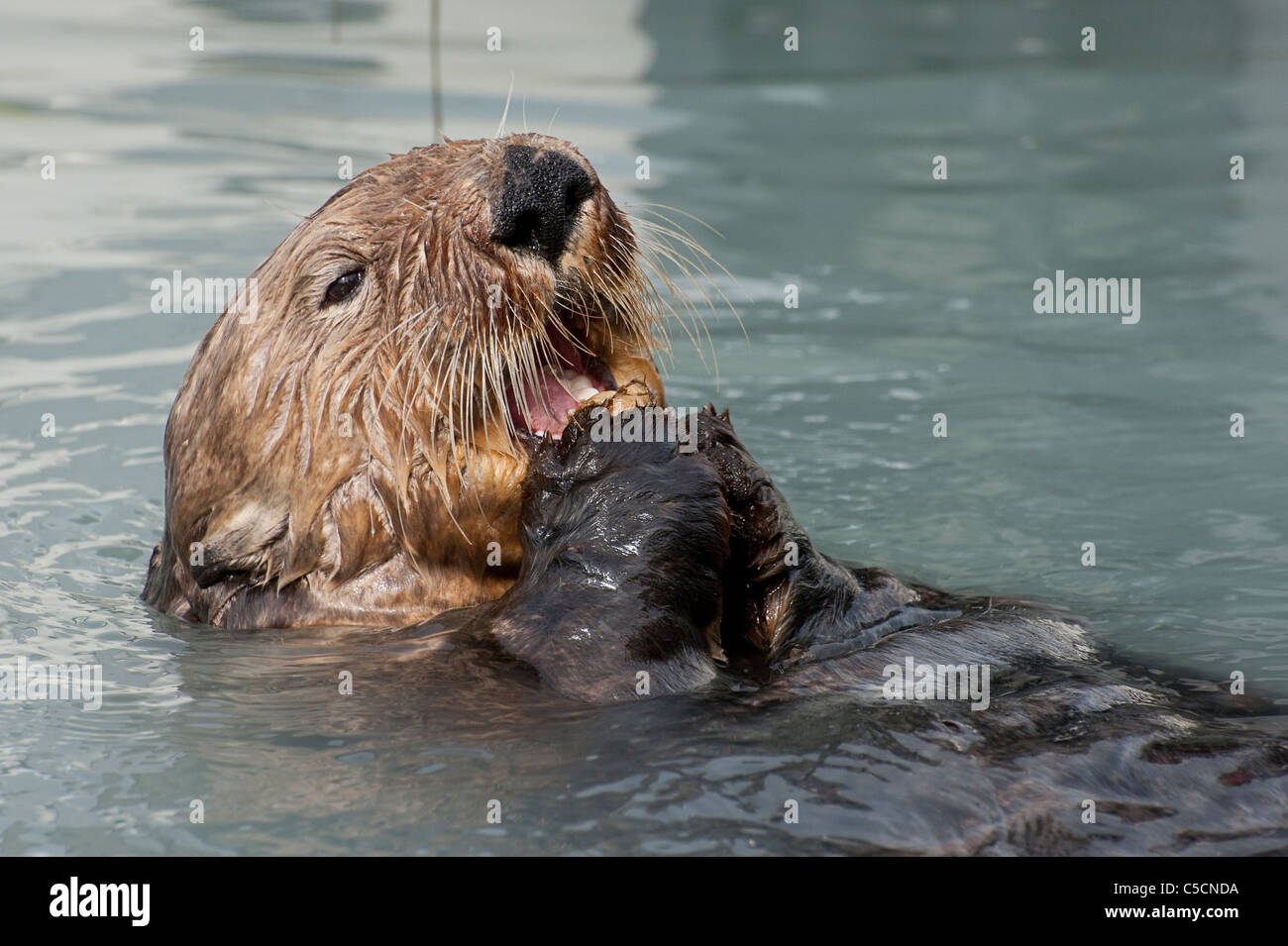 sea otter, Enhydra lutris, eating mussels, Valdez, Alaska ( Prince William Sound ) Stock Photo