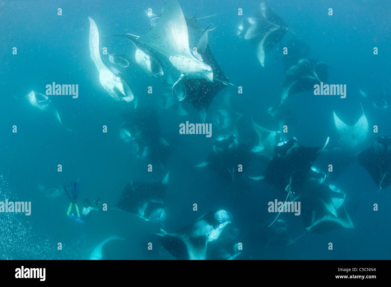 free diver films manta rays vortex-feeding in Hanifaru Bay, Hanifaru Lagoon, Baa Atoll, Maldives Stock Photo