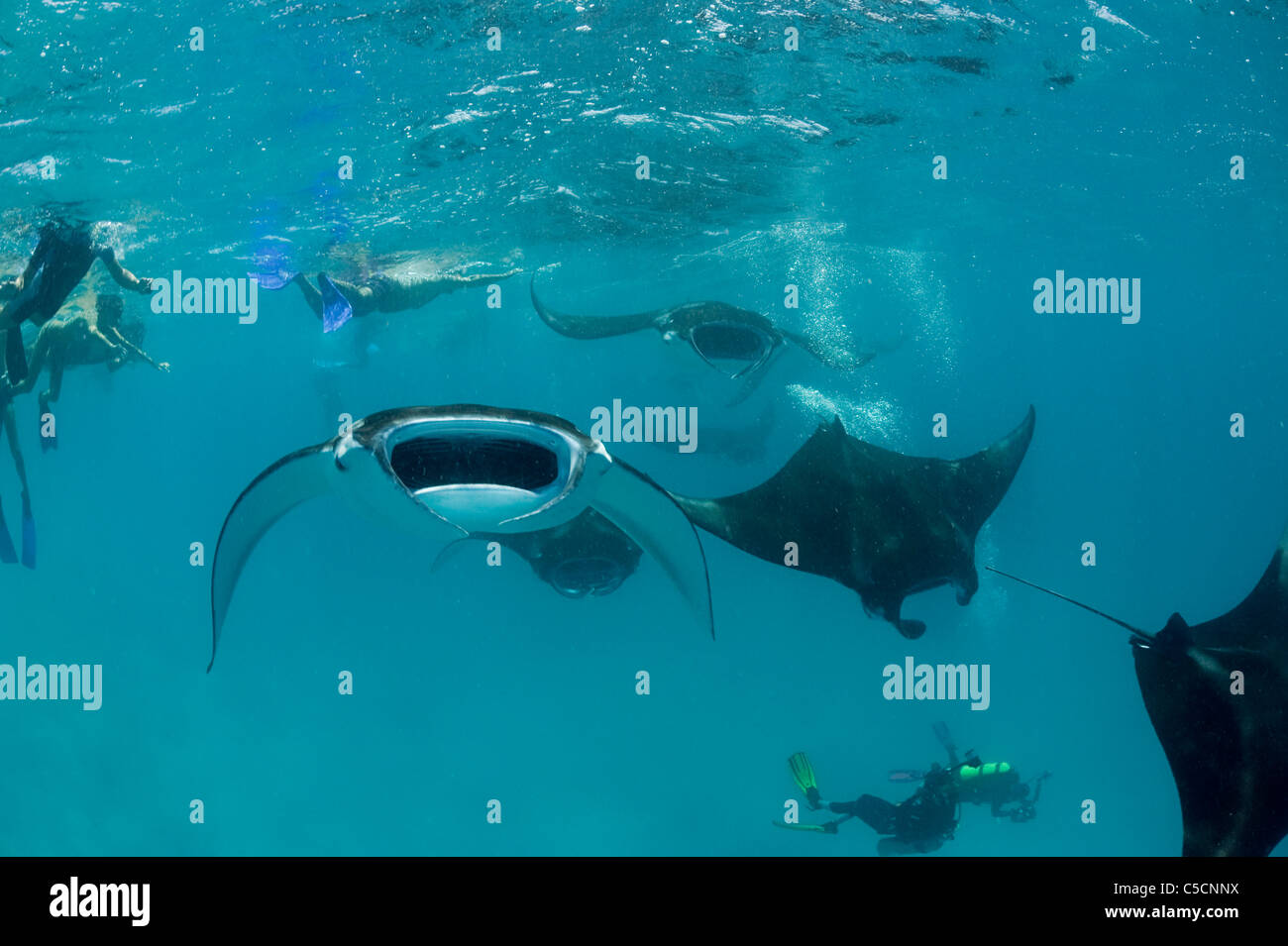 snorkelers and scuba divers surround feeding manta rays, Hanifaru Lagoon, Maldives Stock Photo