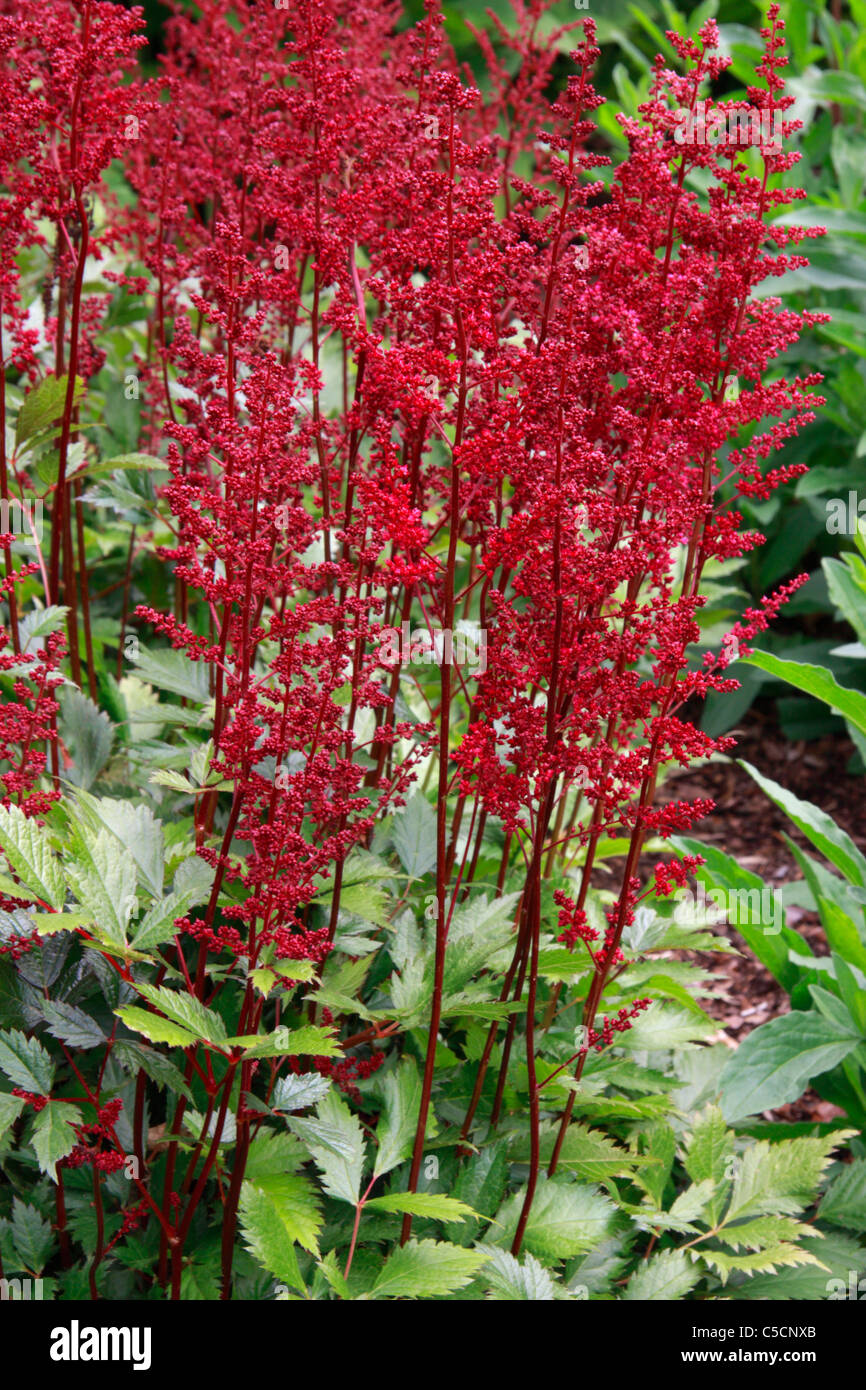 Red flowers of garden plant Astilbe japonica Red Sentinel Stock Photo