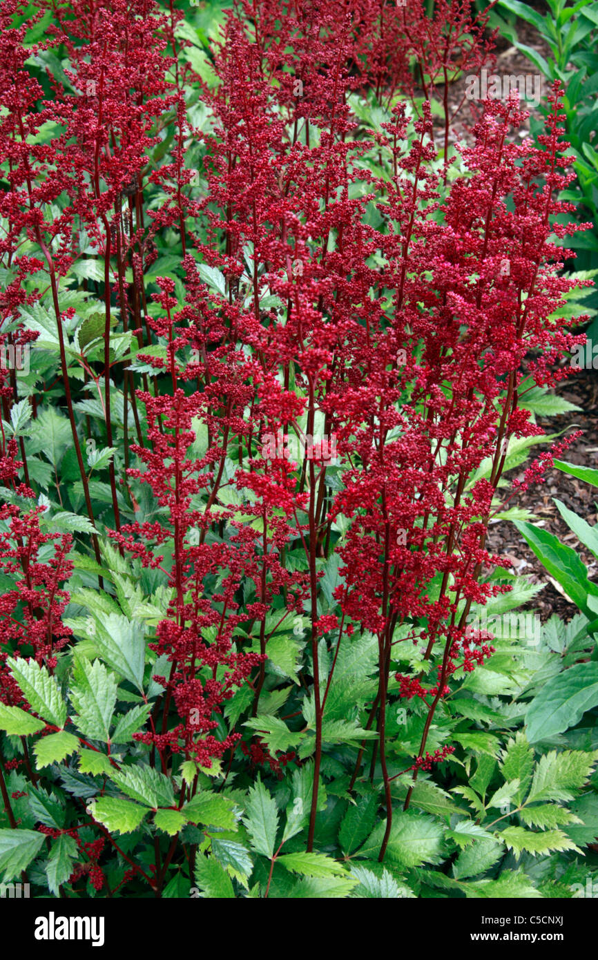 Red flowers of garden plant Astilbe japonica Red Sentinel Stock Photo
