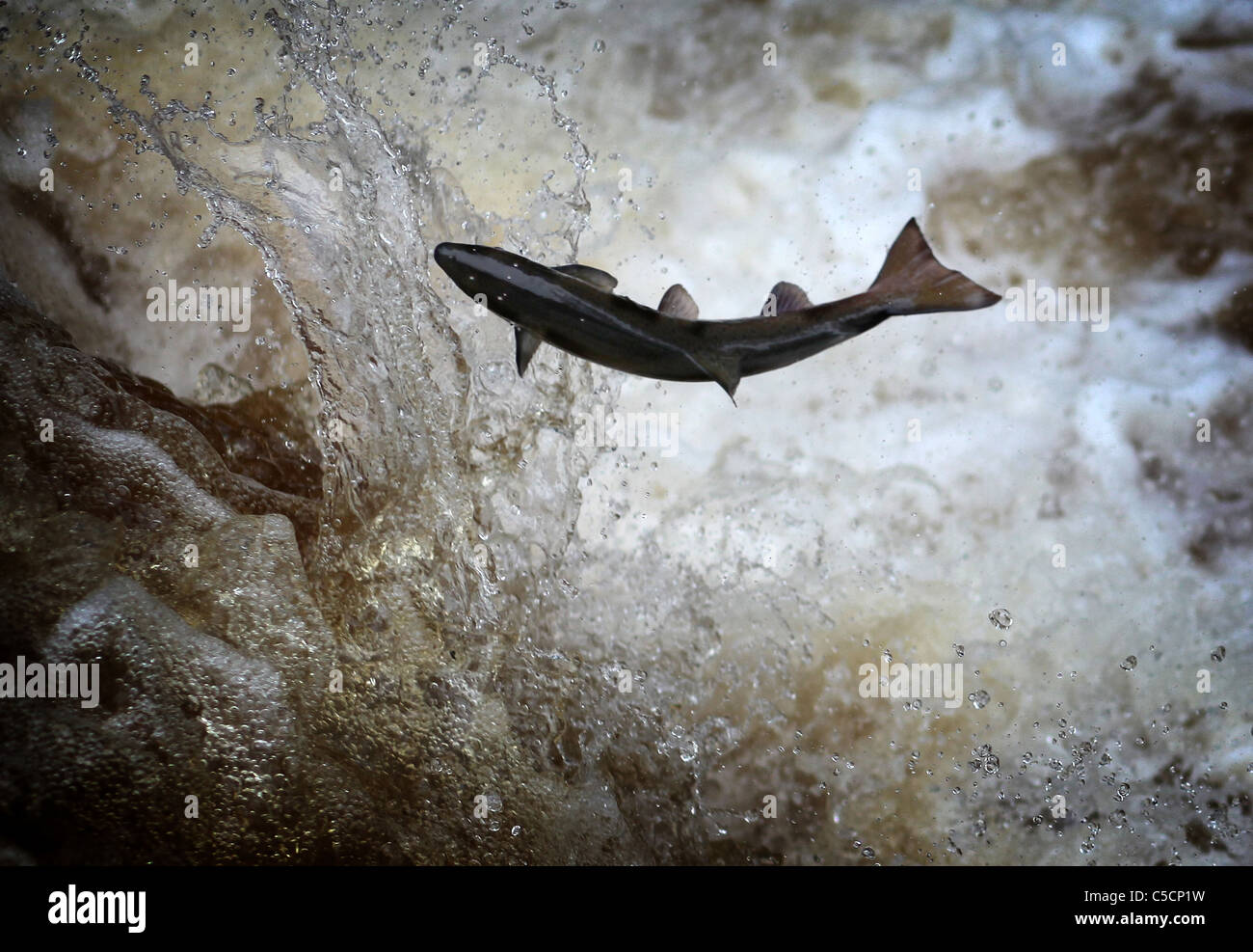 Salmon jumping hires stock photography and images Alamy